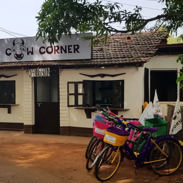 Vidushi’s Cow Corner